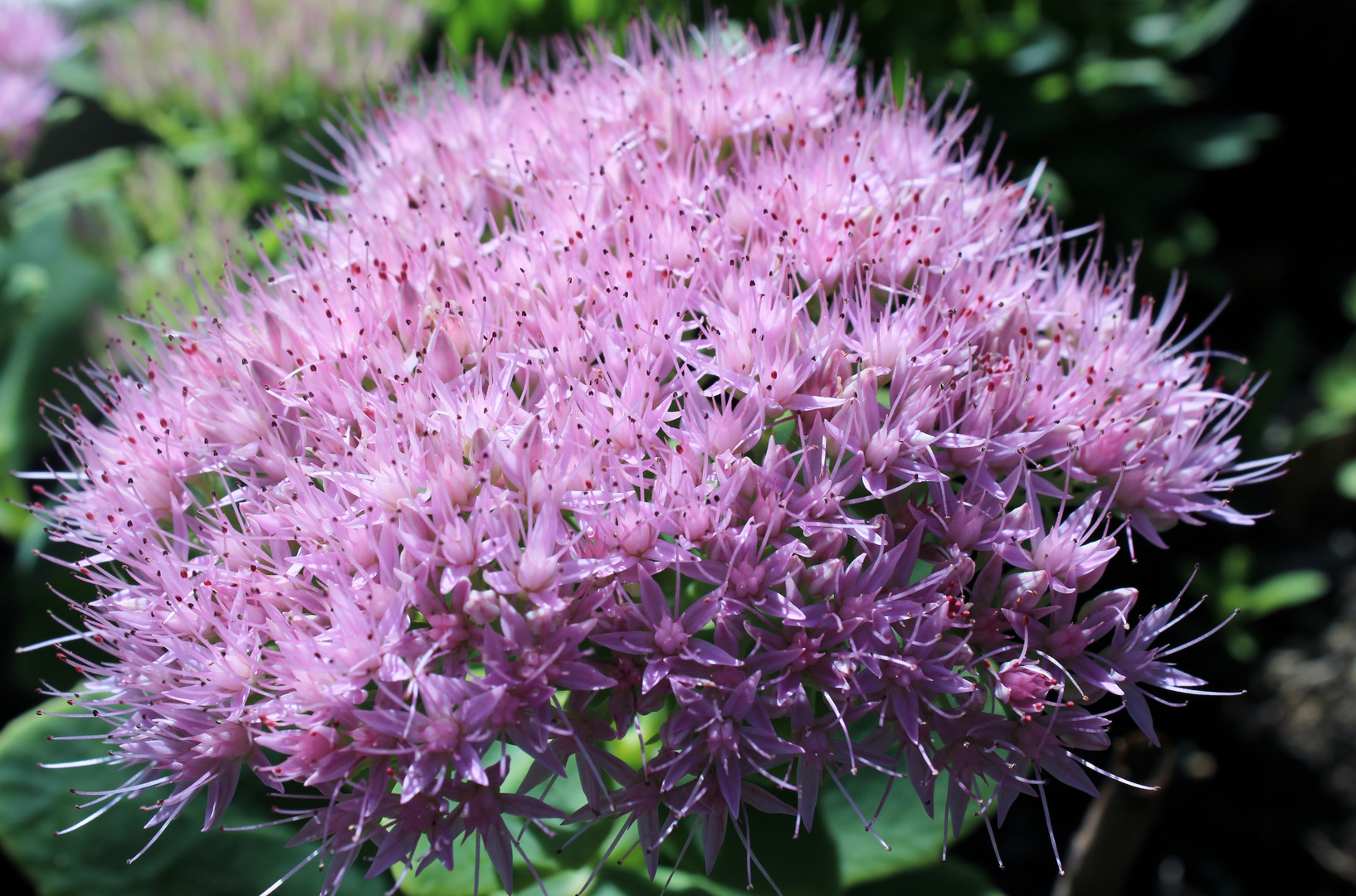 Fleur d'été