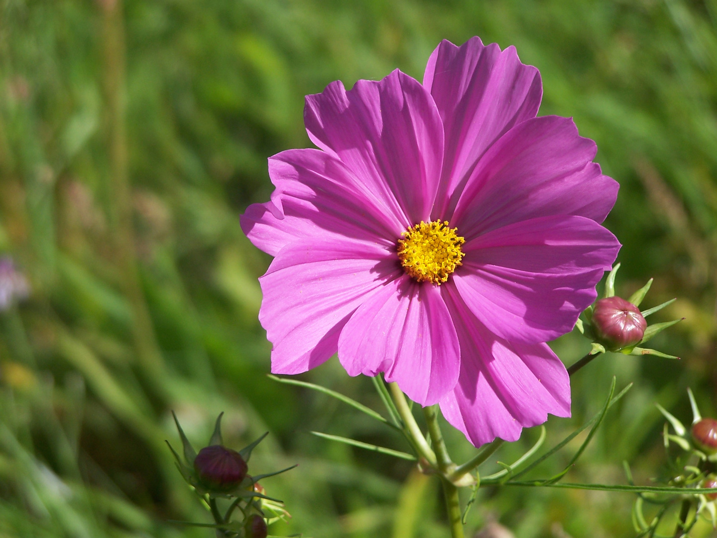 Fleur d'été