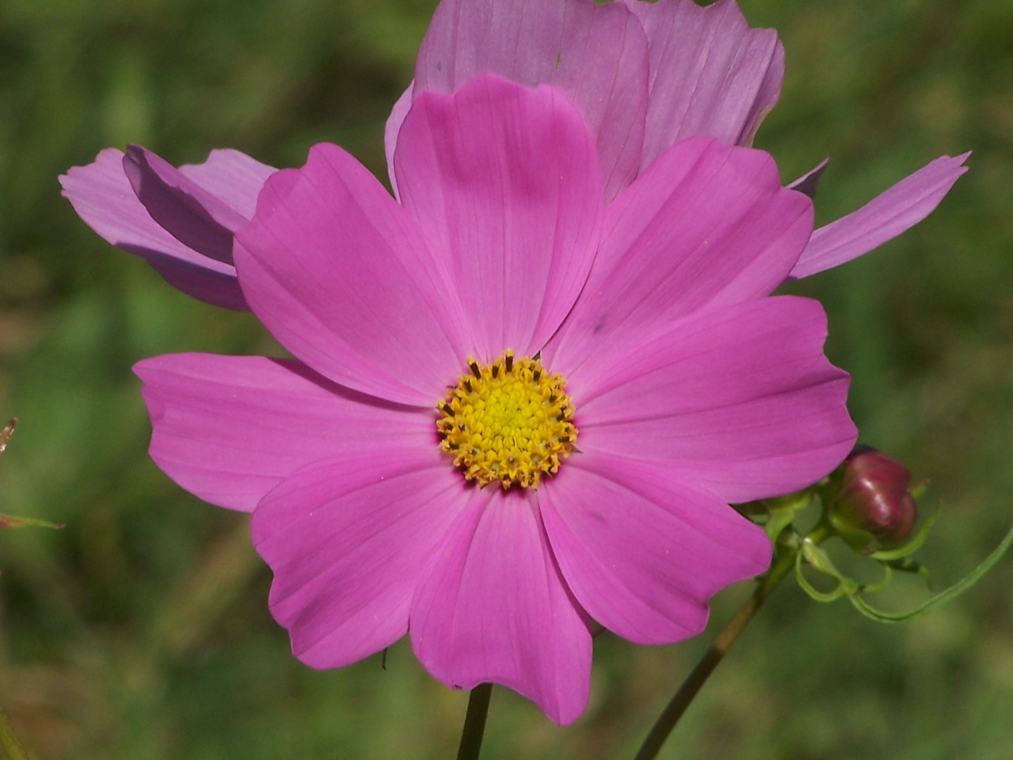 Fleur d'été bis