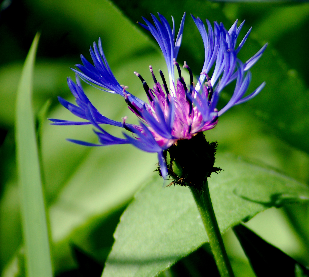 fleur