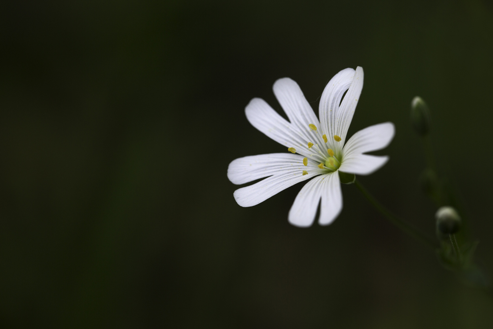 Fleur