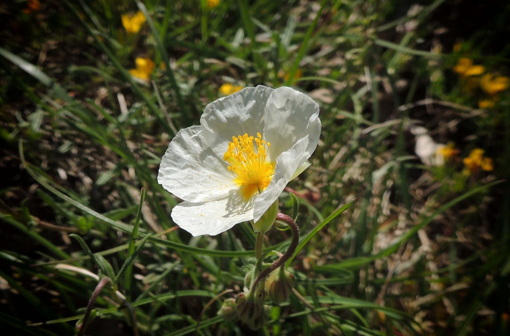 Fleur d'Hélianthème