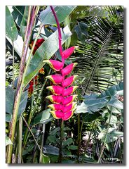 Fleur d'Heliconia, Ubud - Bali,