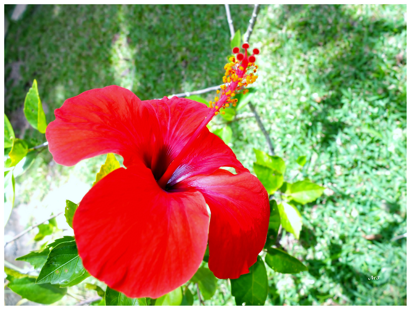 Fleur d'hibiscus