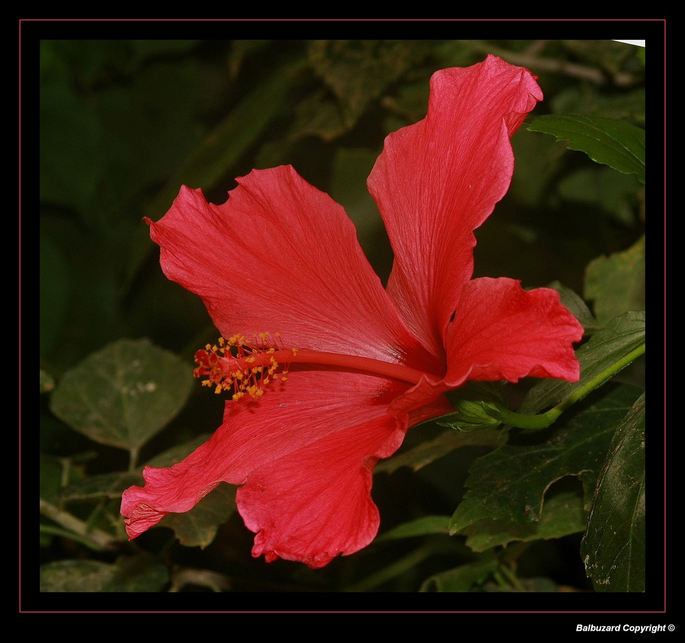 " Fleur dhibiscus "