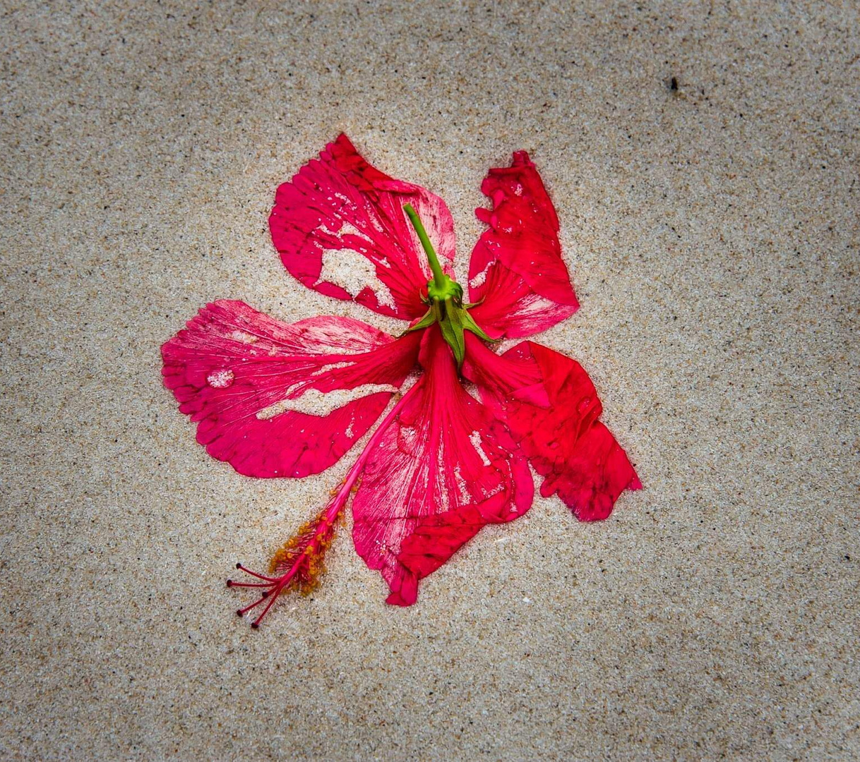 Fleur d'hibiscus