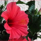 Fleur d’hibiscus