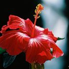 Fleur d'hibiscus