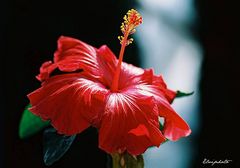 Fleur d'hibiscus