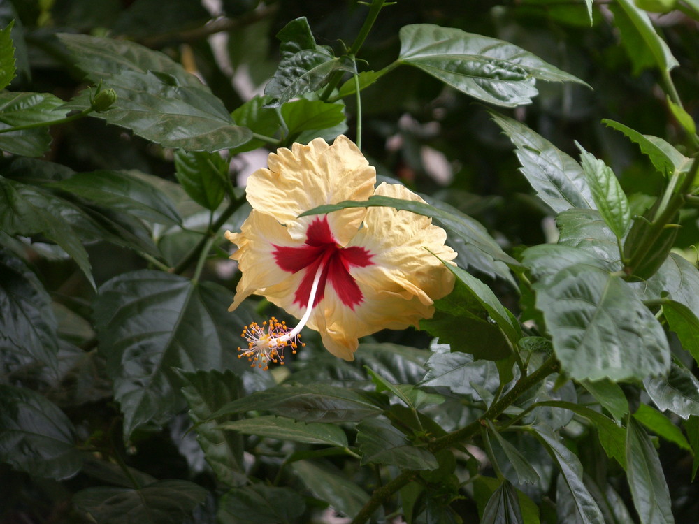 Fleur d'Hibiscus à Hampi