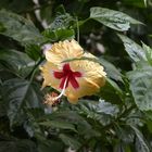 Fleur d'Hibiscus à Hampi