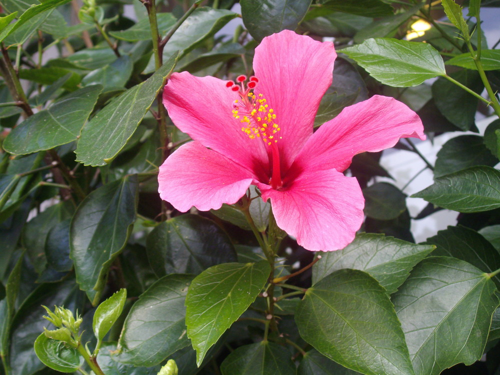 Fleur d'HibiScus