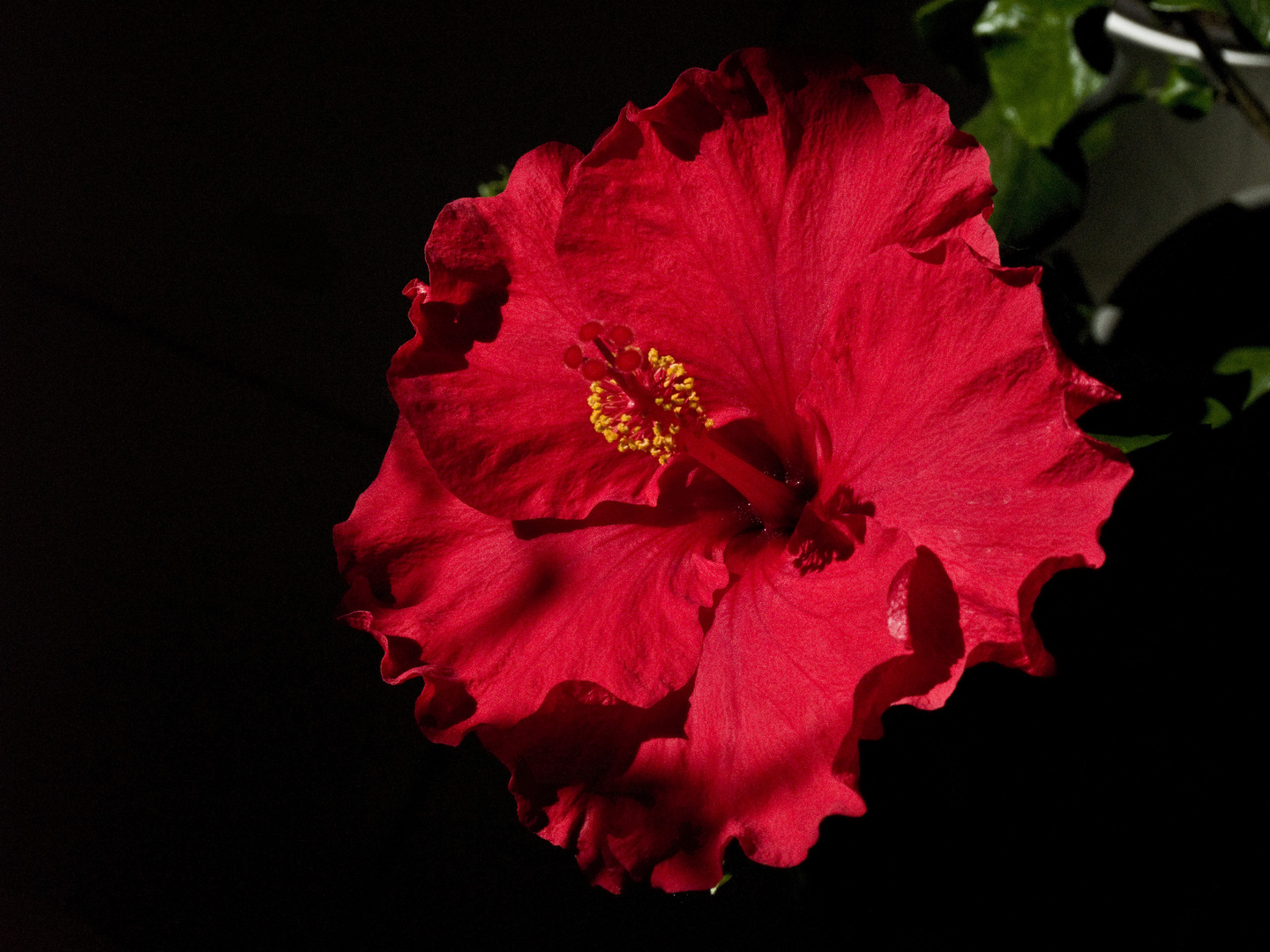 Fleur d’hibiscus -- Hibiskusblüte