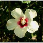 Fleur d'hibiscus jaune