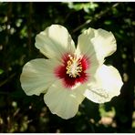 Fleur d'hibiscus jaune