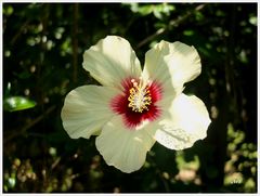 Fleur d'hibiscus jaune