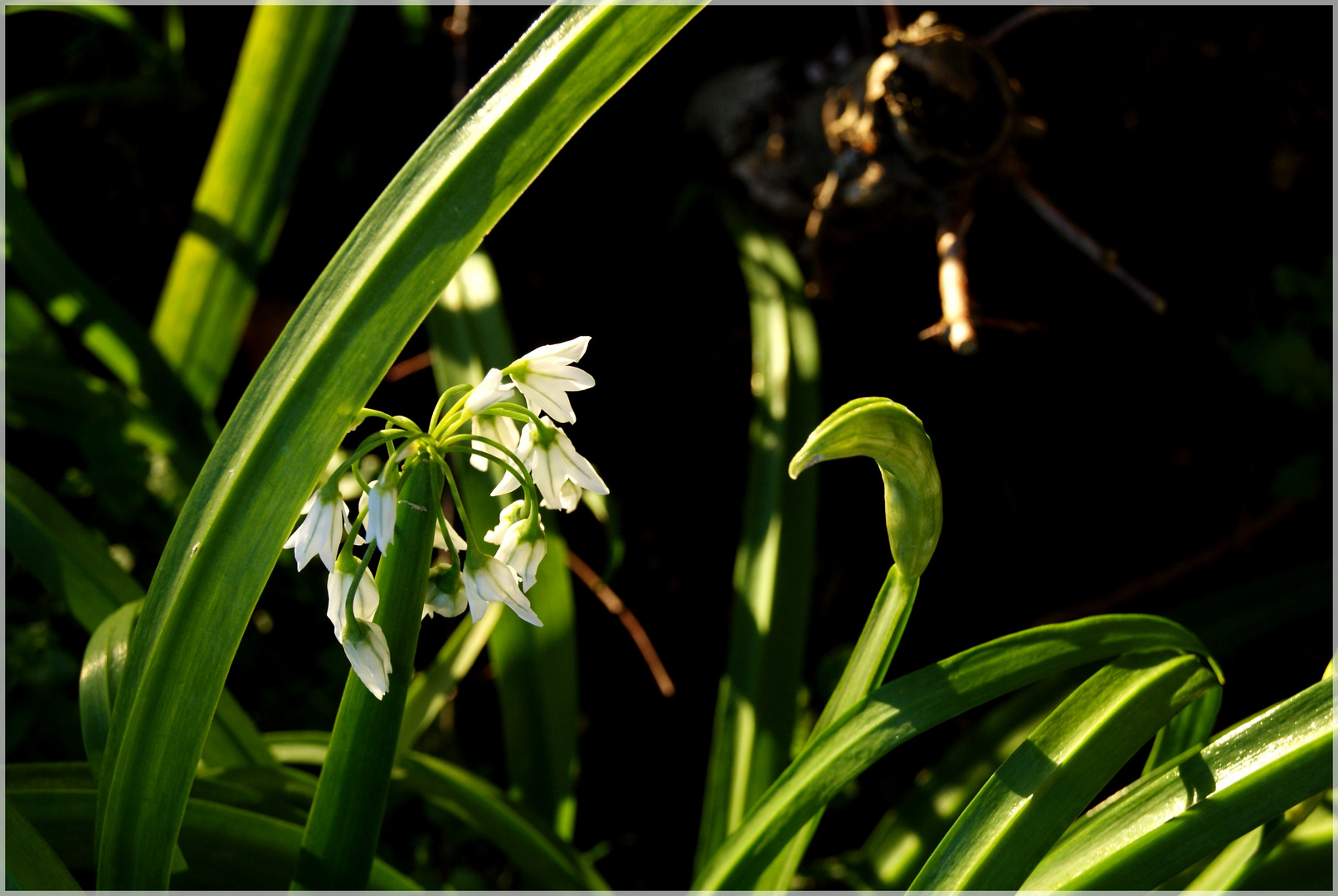 Fleur d'hiver...