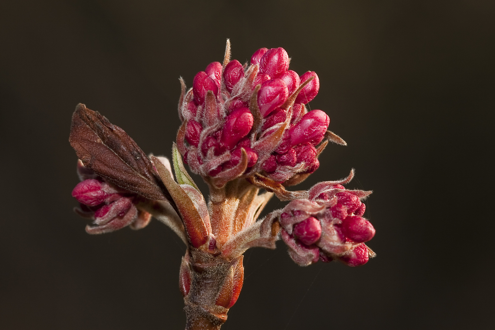 Fleur d'hiver