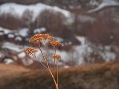 fleur d'hivers