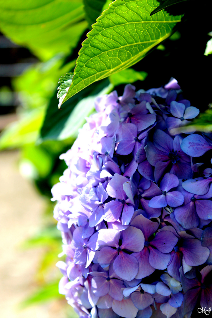 Fleur d'Hortensia