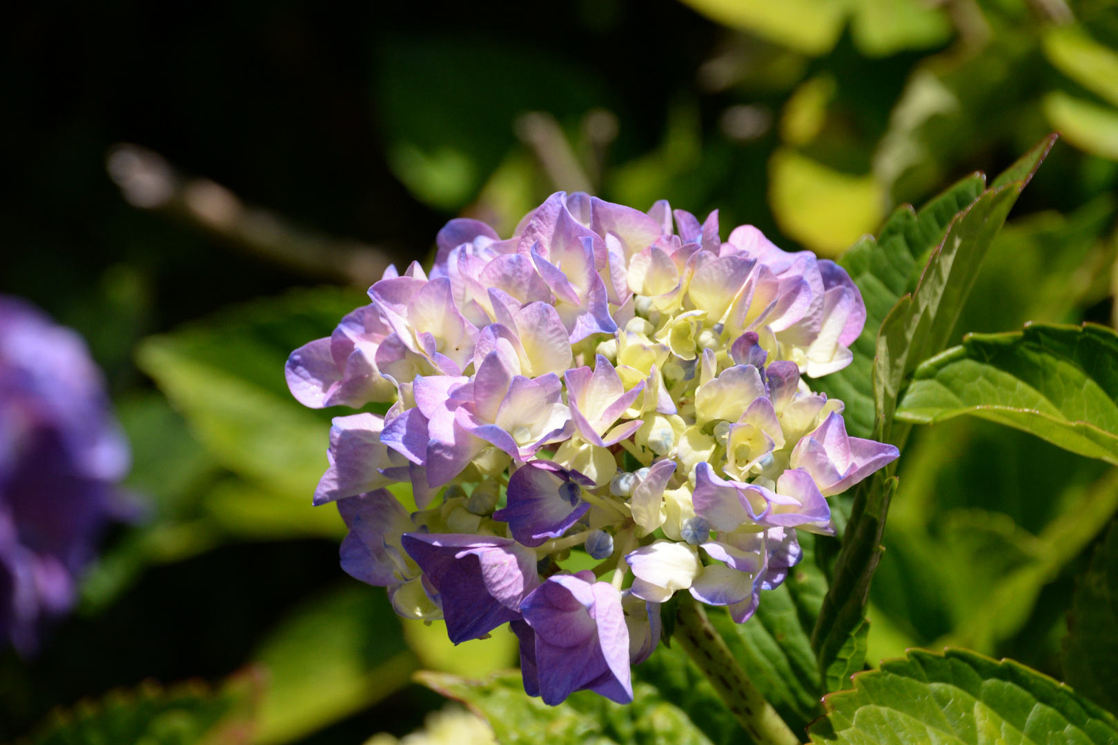 Fleur d'hydrangea