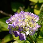 Fleur d'hydrangea