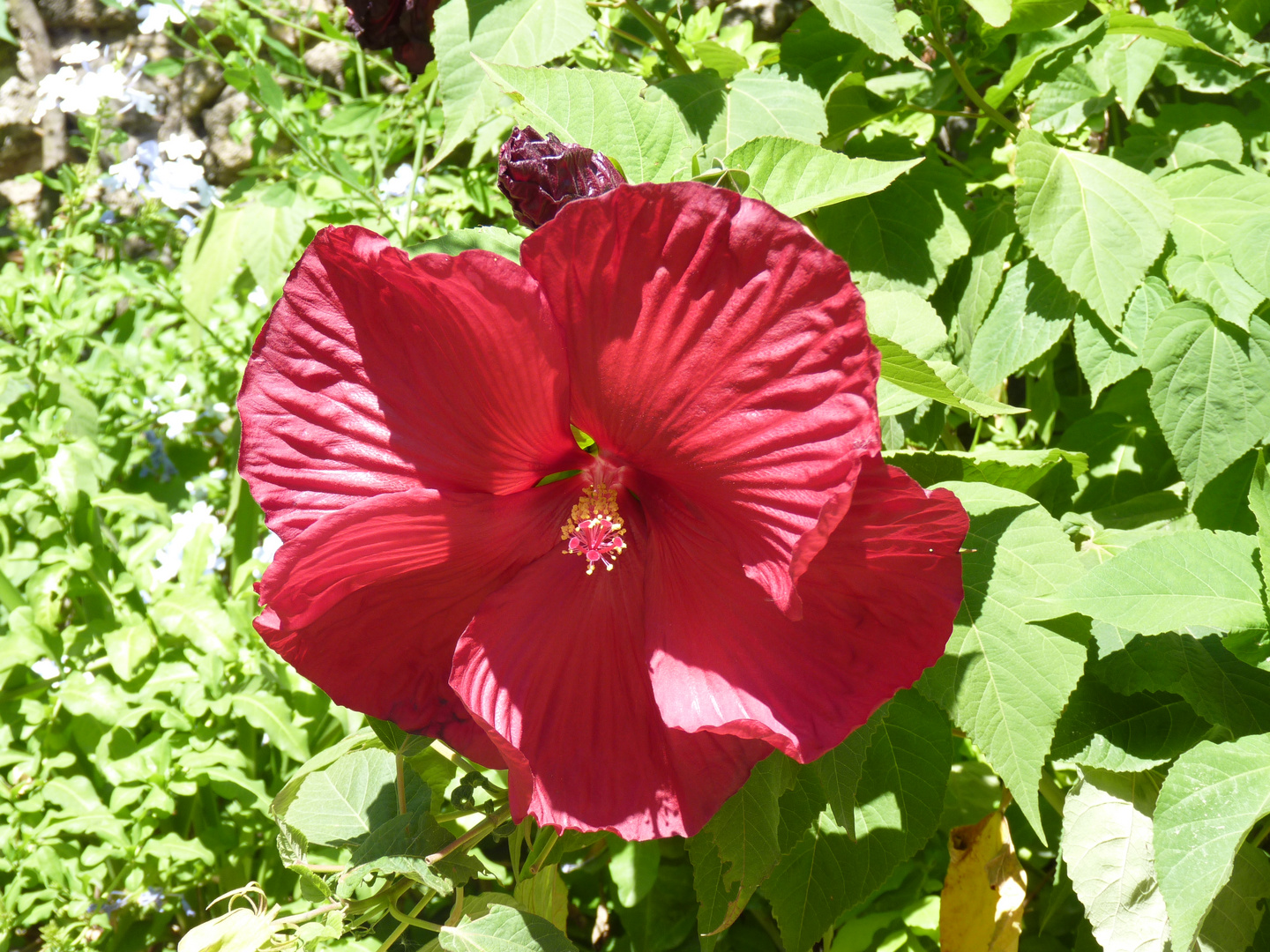 fleur d'Ibiscus dans les jardins de la Bambouseraie