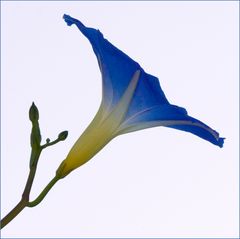 Fleur d'ipomée (1)