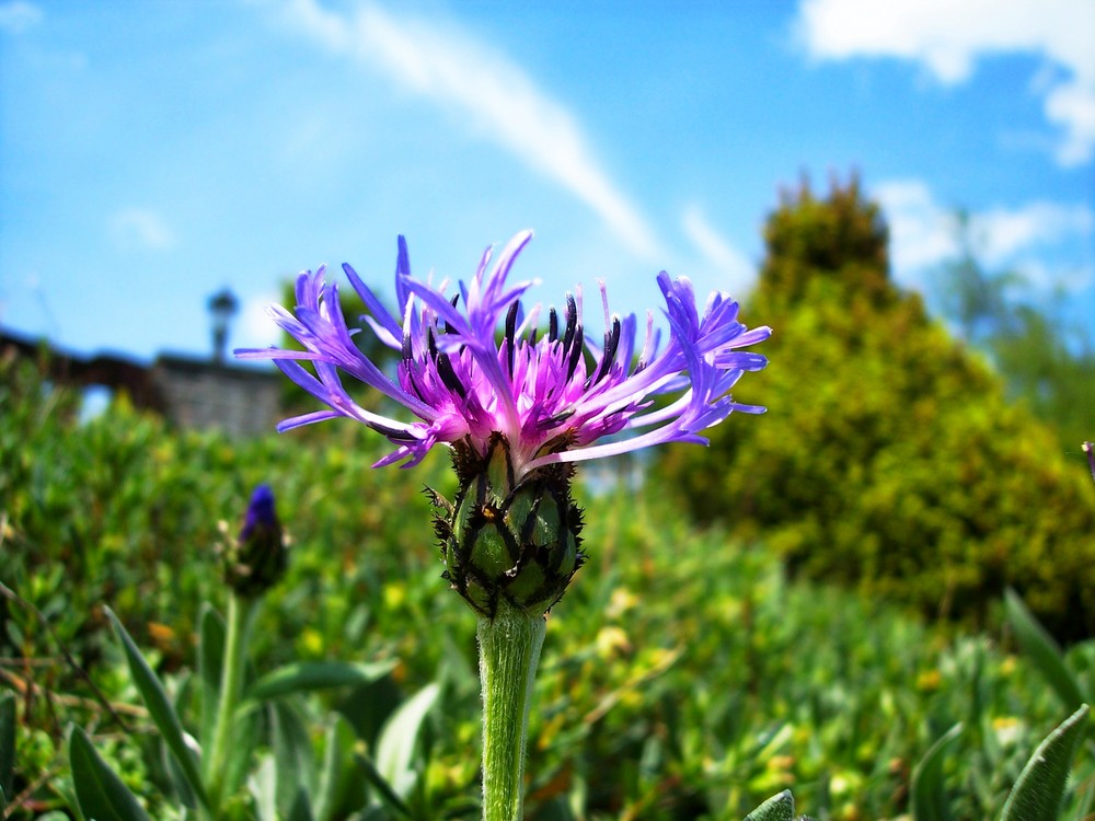 Fleur dont je ne connais pas le nom.