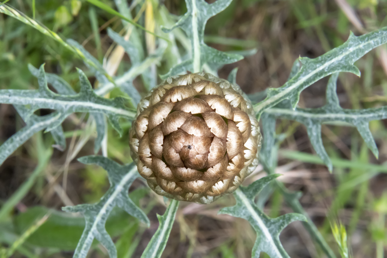 Fleur dorée