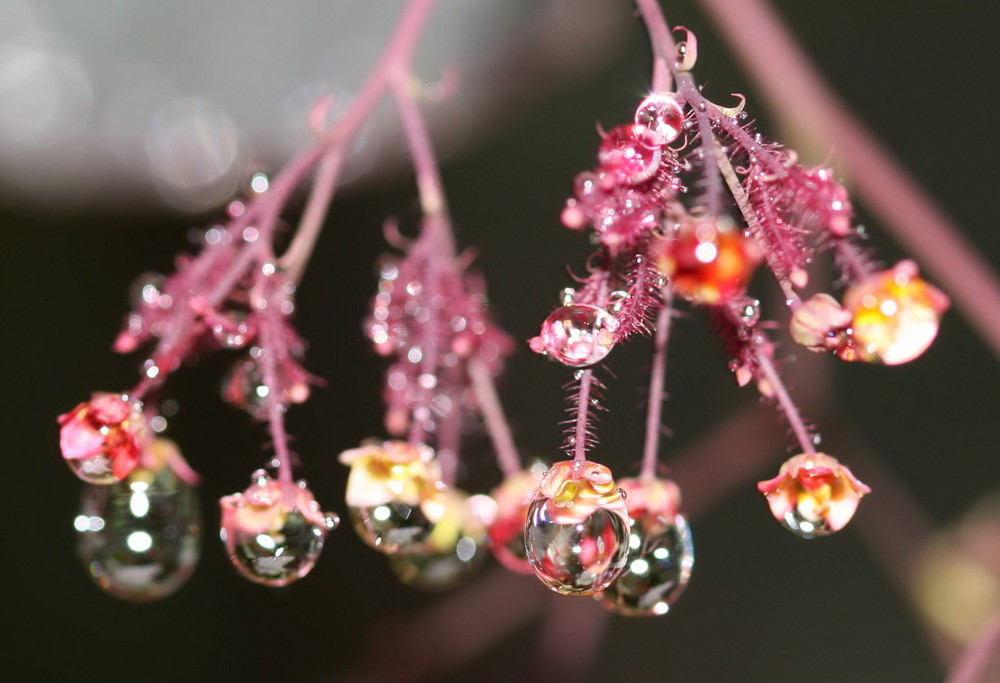 Fleur du ciel ou larmes de pluie