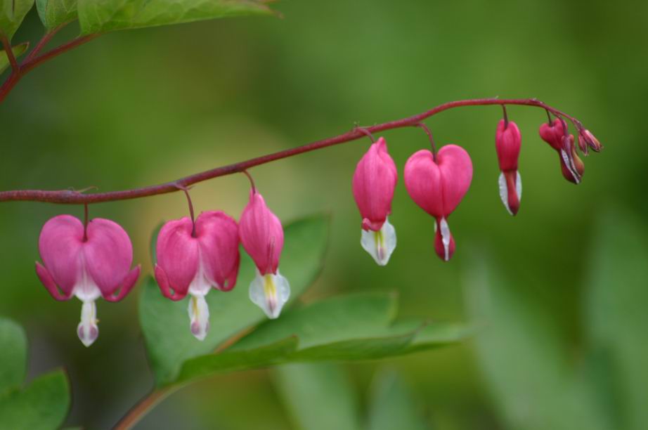 fleur du jardin 1