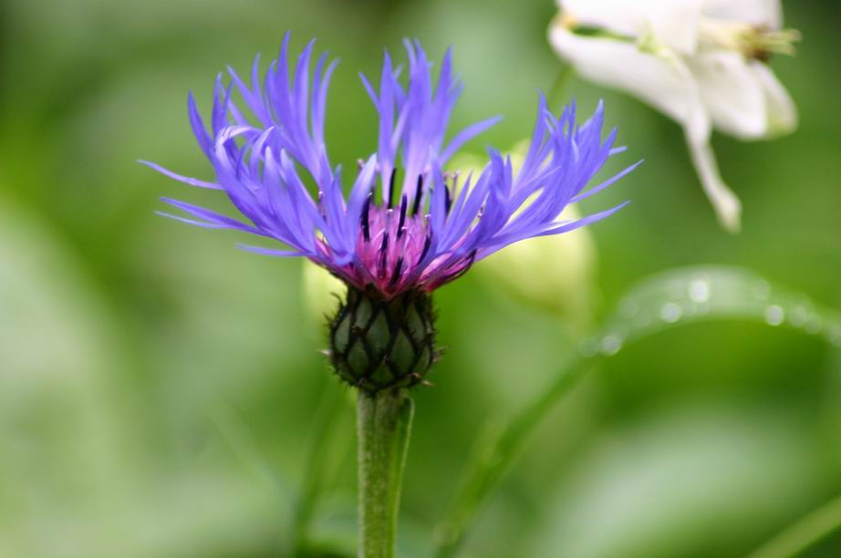 fleur du jardin 2