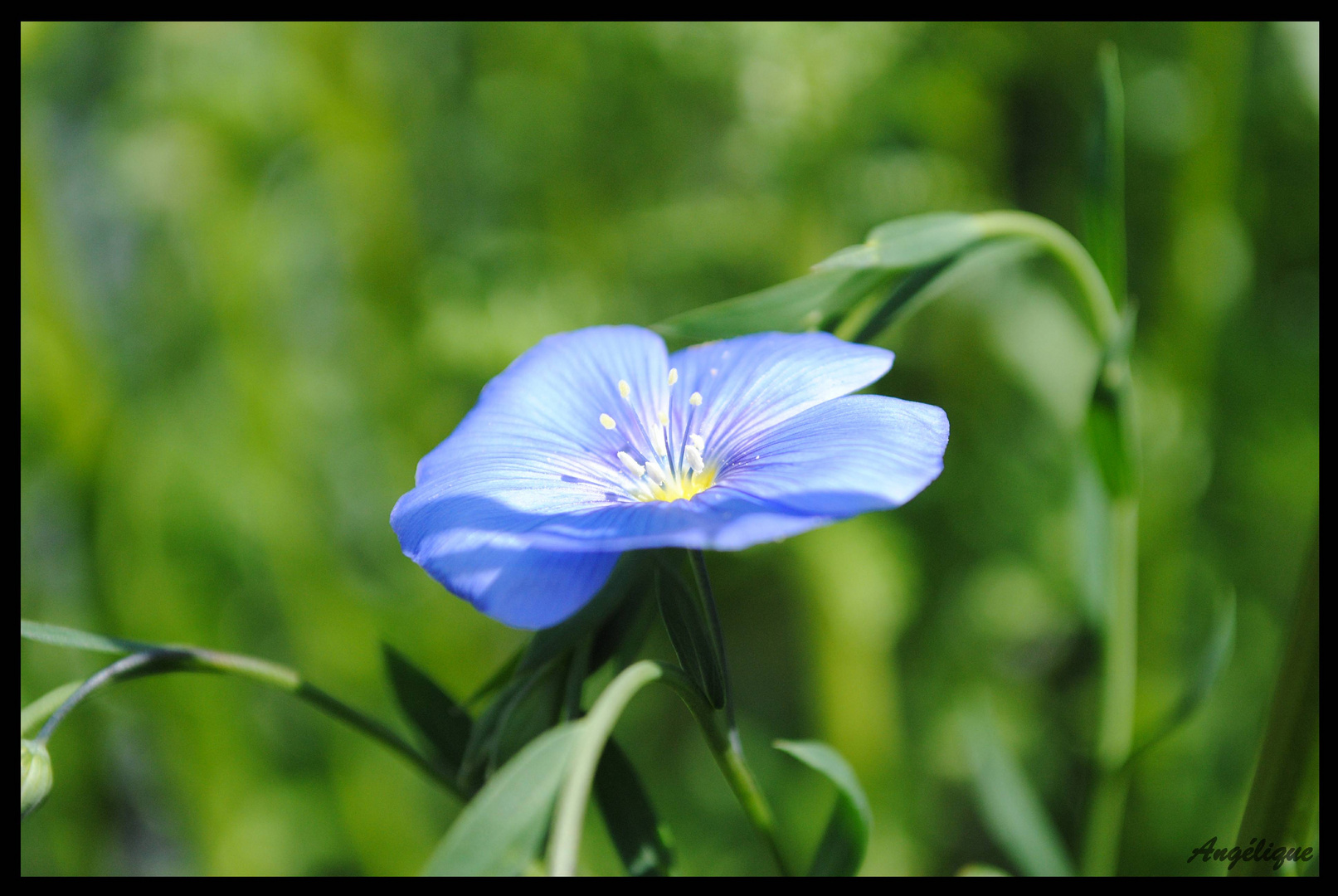 Fleur du jardin...