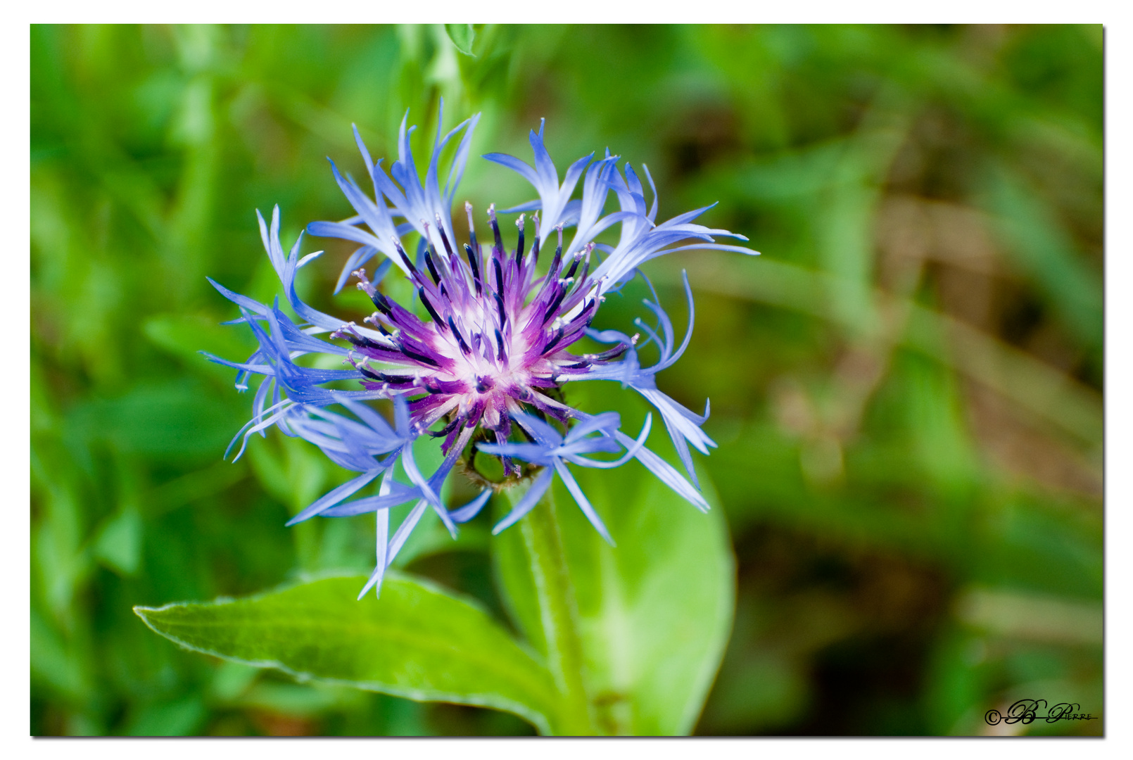 Fleur du jardin !