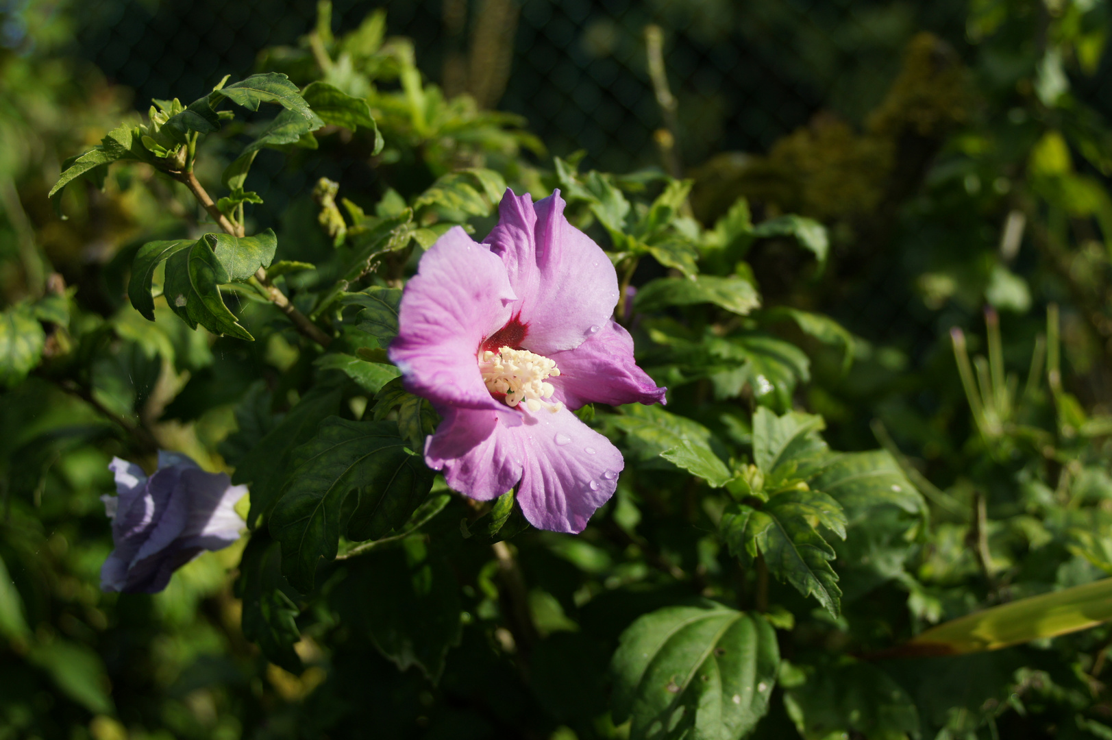 FLEUR DU JARDIN