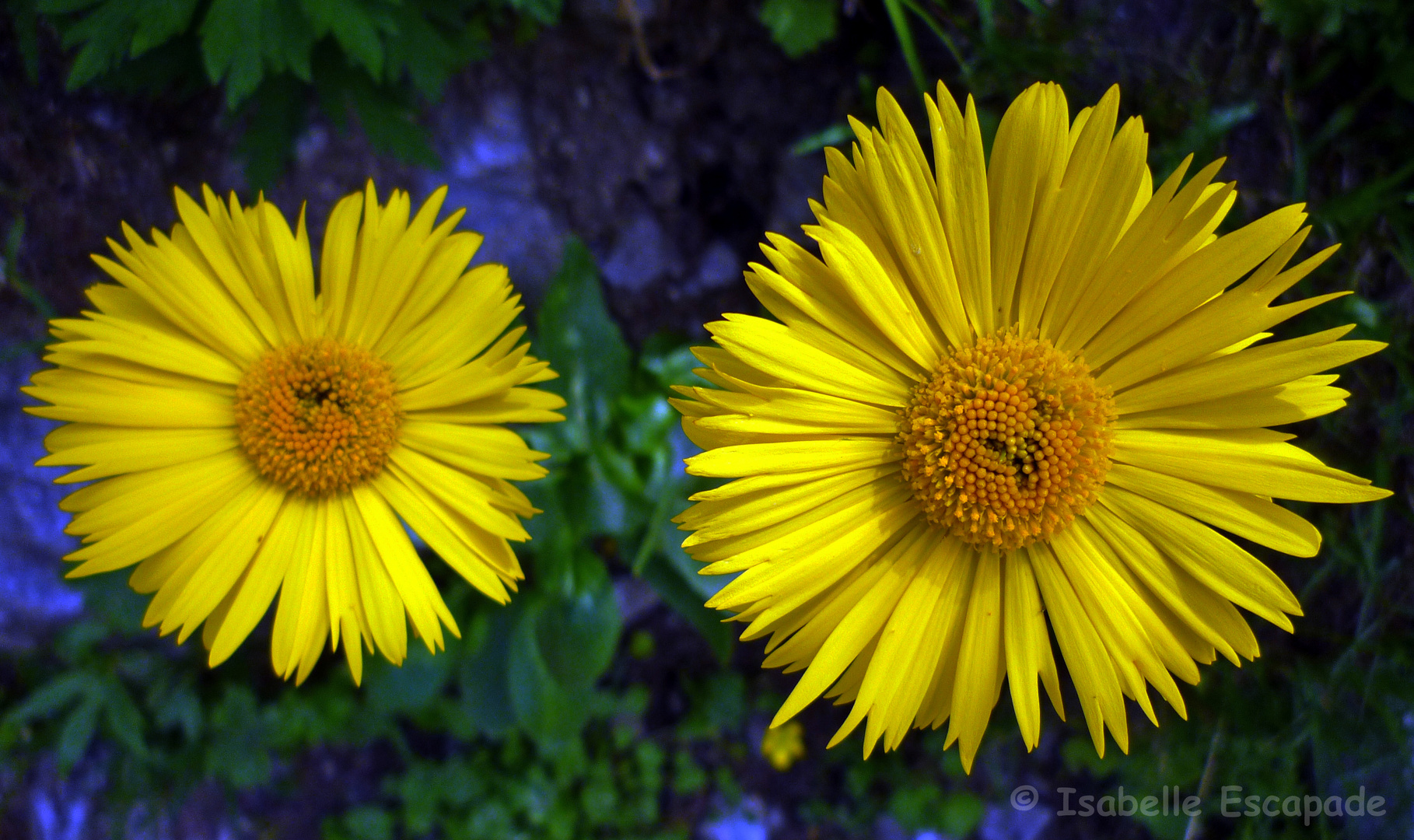 Fleur du jardin de Babar