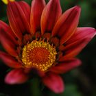 Fleur du jardin (Gazania)