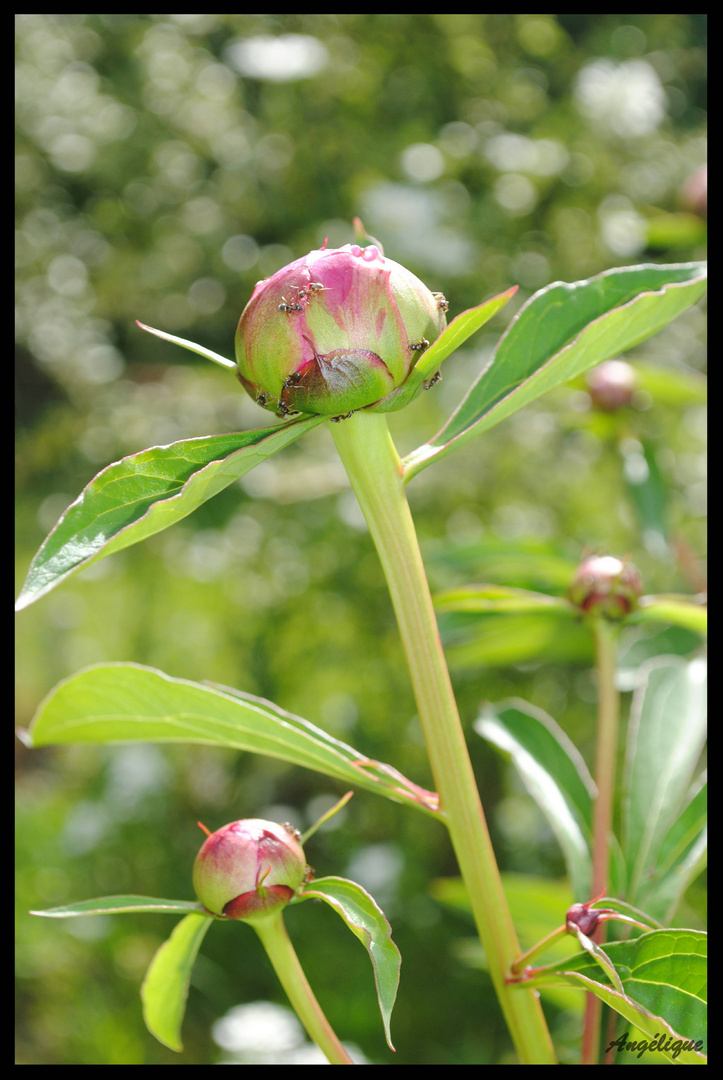 Fleur du jardin : la pivoine.