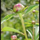 Fleur du jardin : la pivoine.