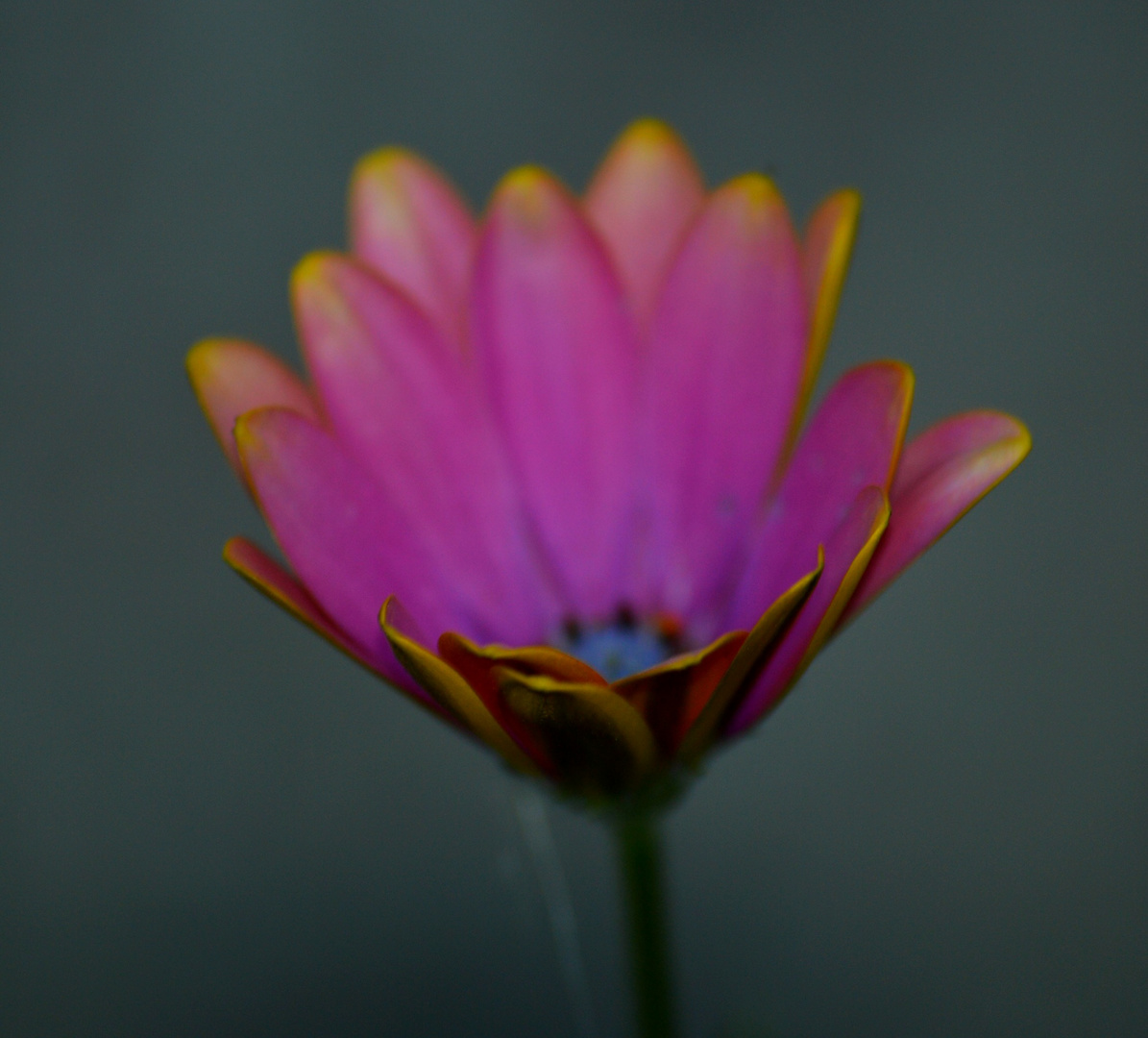 Fleur du jardin - Novembre