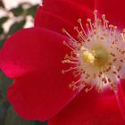 Fleur du jardin Vendôme Aix