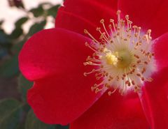 Fleur du jardin Vendôme Aix