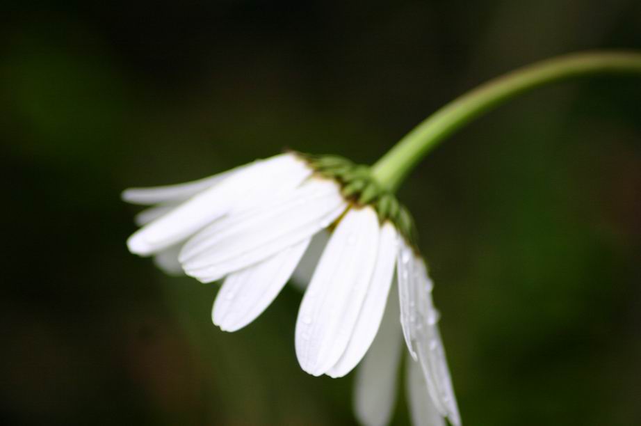 fleur du jardin3