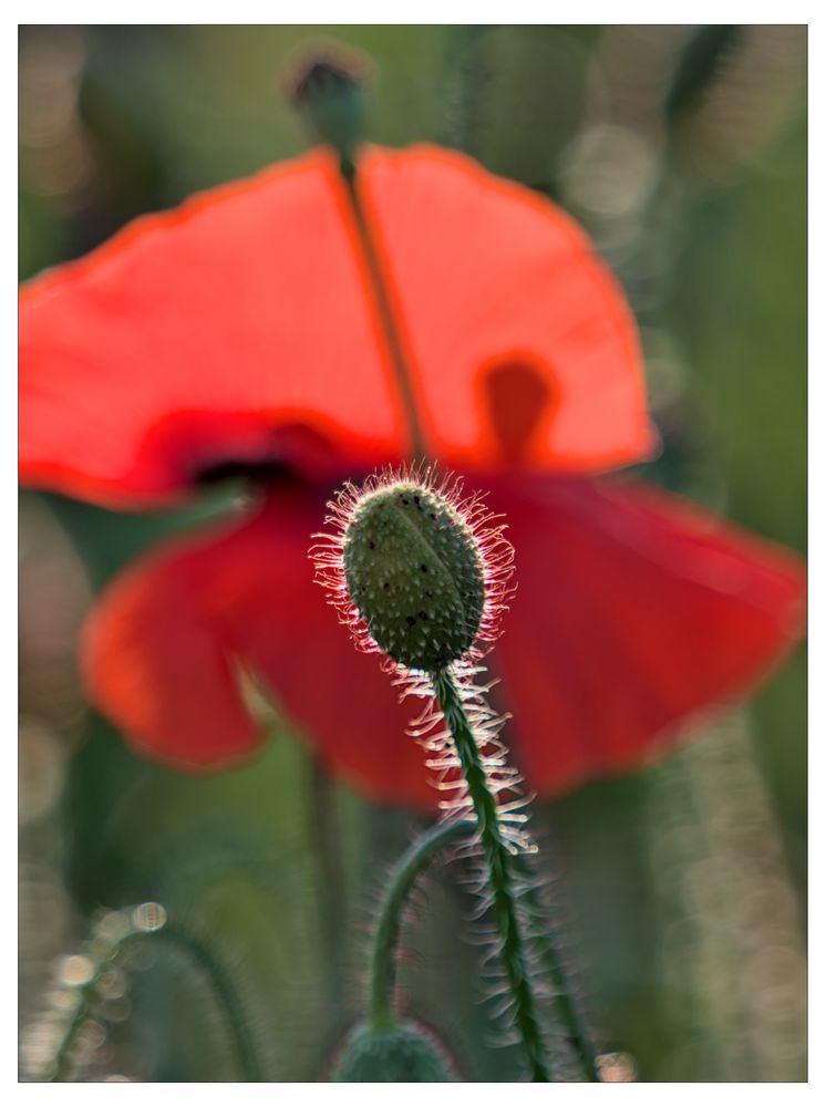 Fleur du mal