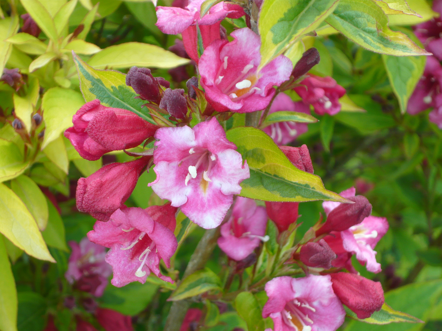 fleur du matin