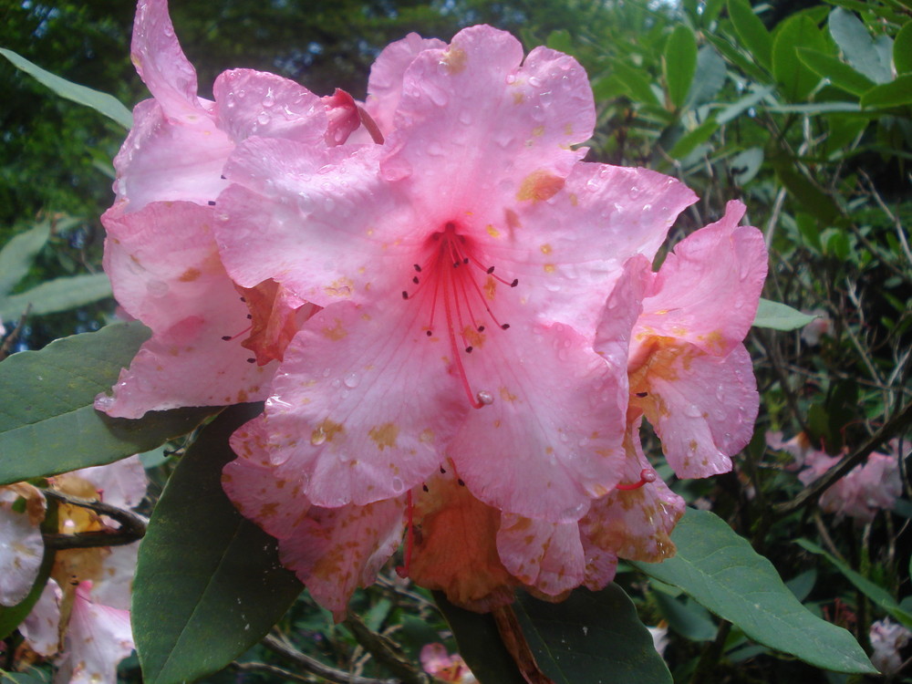 fleur du parc du chateau de trévarez