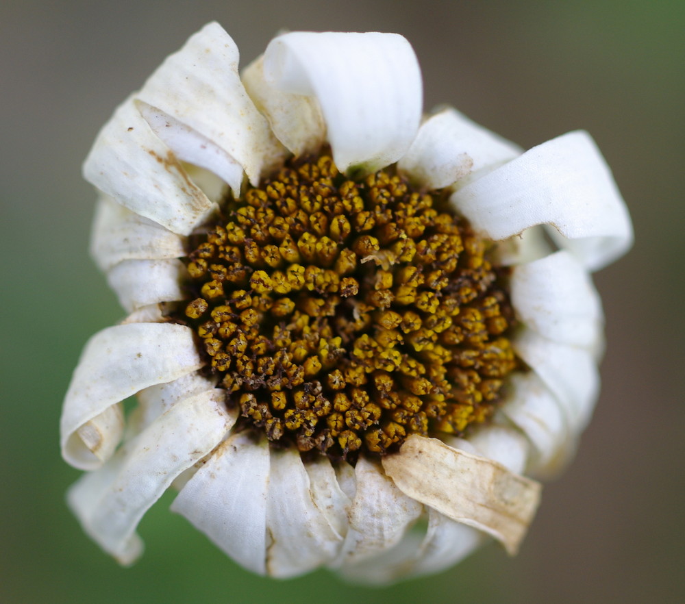 fleur du pays