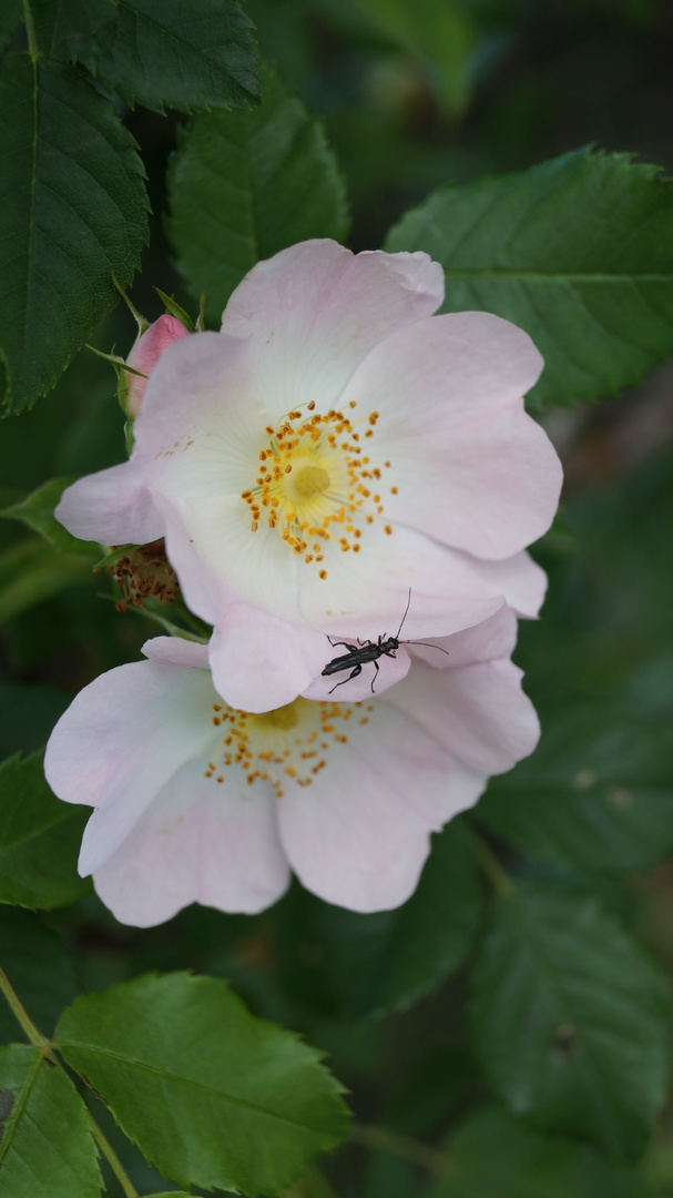 FLEUR DU POIL A GRATTER QUI S APPELLE L EGLANTIER