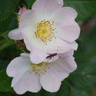 FLEUR DU POIL A GRATTER QUI S APPELLE L EGLANTIER